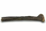 Fossil Raptor (Anzu wyliei) Tibia from Right Leg - Montana #379505-2